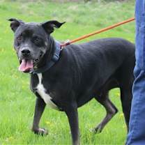 Thumbnail photo of Bruno #2