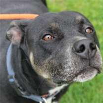 Thumbnail photo of Bruno #3