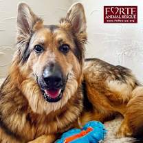 Thumbnail photo of Goose #1