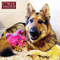 Thumbnail photo of Goose #2