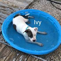 Thumbnail photo of Ivy #2