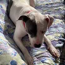 Thumbnail photo of Ivy #3