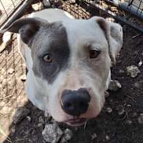 Thumbnail photo of Ivy #4