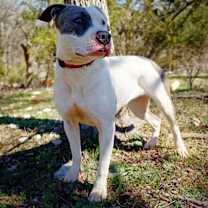 Thumbnail photo of Ivy #1