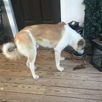 Thumbnail photo of Big Guy #4