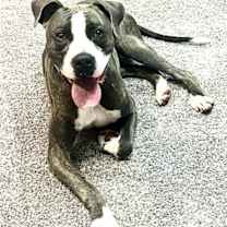 Thumbnail photo of Royce #1