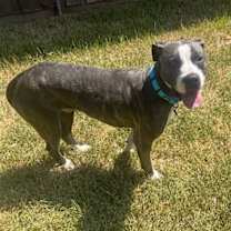 Thumbnail photo of Royce #3