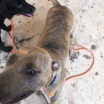 Thumbnail photo of Davina #2