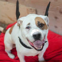 Thumbnail photo of Sporty Spots #4