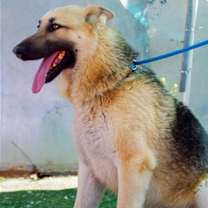 Thumbnail photo of Dougie - #3