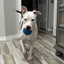 Thumbnail photo of Paloma (Courtesy post) #2