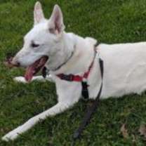 Thumbnail photo of Jagger #2