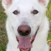 Thumbnail photo of Jagger #3