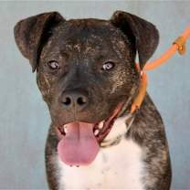 Thumbnail photo of Gryph #4