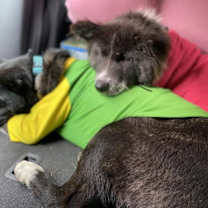 Thumbnail photo of ORIO-LOCAL (Okangn) sf Bond w/ Olivia #2