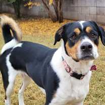 adopt-pet