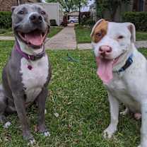 Thumbnail photo of Hank #4
