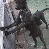 Thumbnail photo of Alvin #1