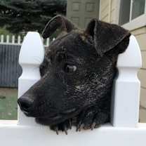 Thumbnail photo of Alvin #2