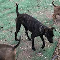 Thumbnail photo of Alvin #3