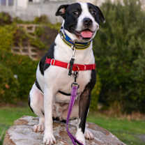 Thumbnail photo of Simon #2