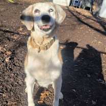 Thumbnail photo of Ziva #2
