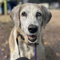 Thumbnail photo of Ziva #3