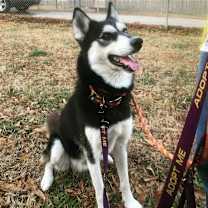 Thumbnail photo of Andromache, aka Andie #2