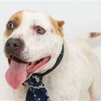 Thumbnail photo of Zeke #1