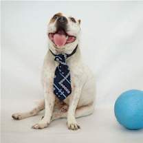 Thumbnail photo of Zeke #2