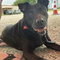 Thumbnail photo of Pepper #1