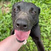 Thumbnail photo of Pepper #2