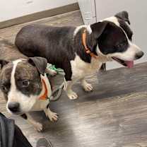 Thumbnail photo of Laverne #2