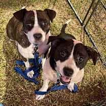 Thumbnail photo of Laverne #4