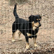 Thumbnail photo of Deputy #2