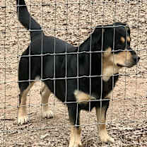 Thumbnail photo of Deputy #3