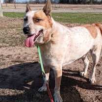 Thumbnail photo of Charlie #2