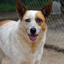 Thumbnail photo of Charlie #3