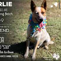 Thumbnail photo of Charlie #4