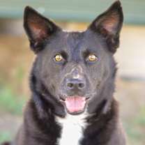 Thumbnail photo of HOLLY #1