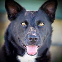 Thumbnail photo of HOLLY #3