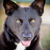 Thumbnail photo of HOLLY #4