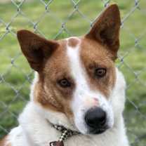 Thumbnail photo of L.G. Little Guy #4