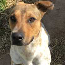 Thumbnail photo of Manny #3