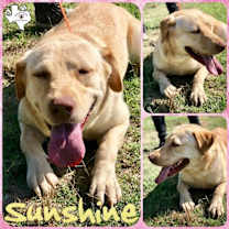 Thumbnail photo of SUNSHINE #3