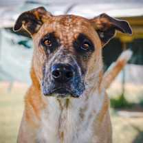 Thumbnail photo of Scooter #2