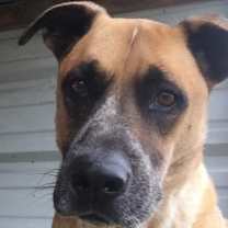 Thumbnail photo of Scooter #3