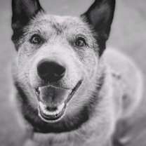 Thumbnail photo of Willard #3