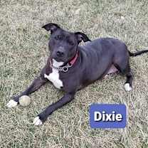 Thumbnail photo of Dixie (Sponsored) #1