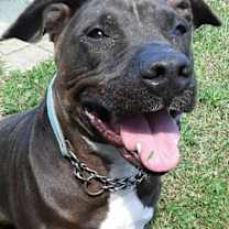 Thumbnail photo of Dixie (Sponsored) #2
